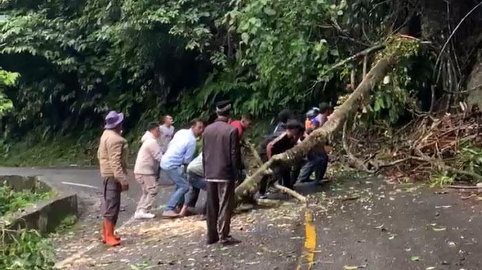 POHON-TUMBANG-ENANG-ENANG.jpg