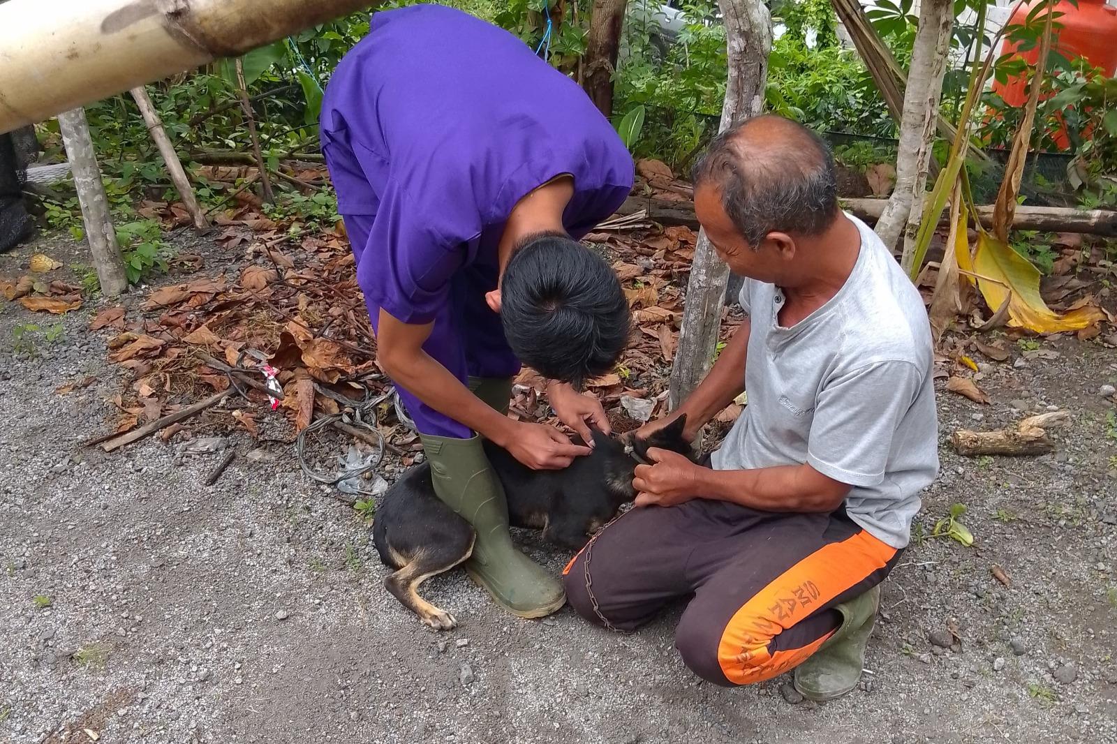 Puluhan Anjing di Bener Meriah Divaksin Rabies, Ekses 6 Warga Digigit Anjing Gila di Timang Gajah