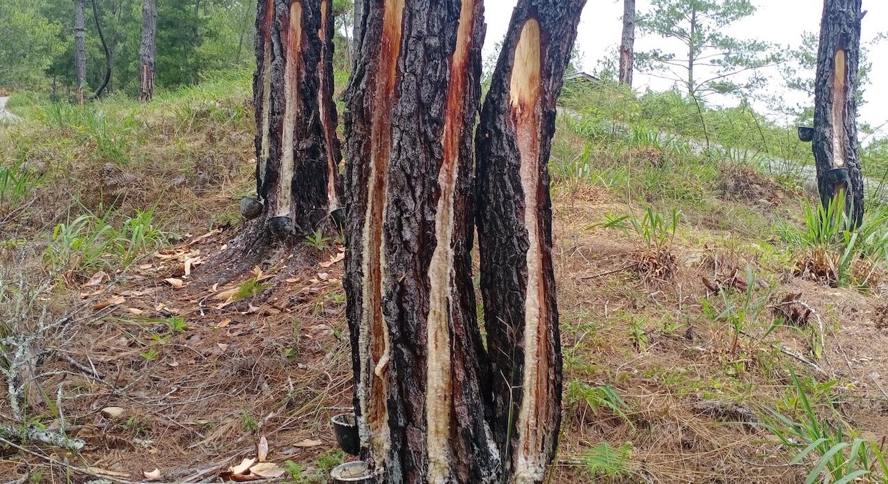 Motif Pembunuhan Dua Penderes Getah Pinus di Gayo Lues Terungkap