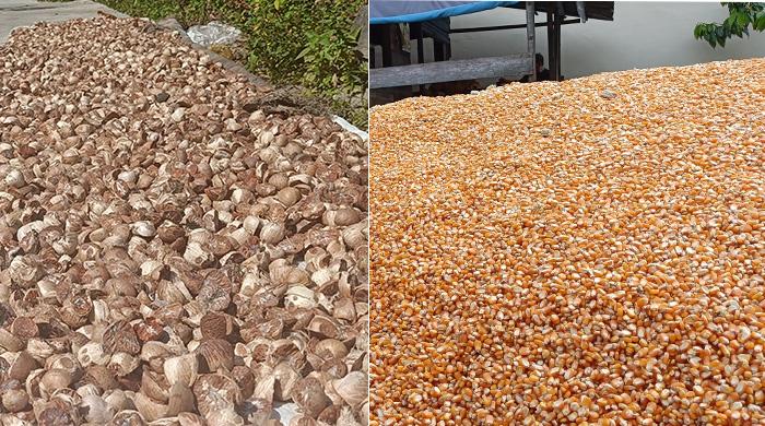 Proses-penjemuran-jagung-dan-pinang-di-Kabupaten-Aceh-Tenggara.jpg