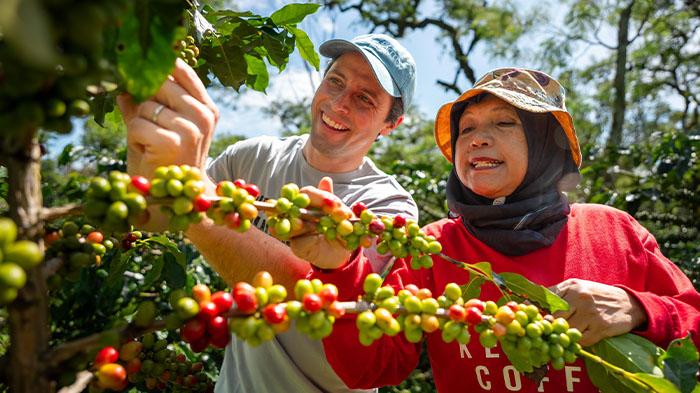 Harga Kopi Alami Kenaikan di Gayo Lues, Cek Harganya
