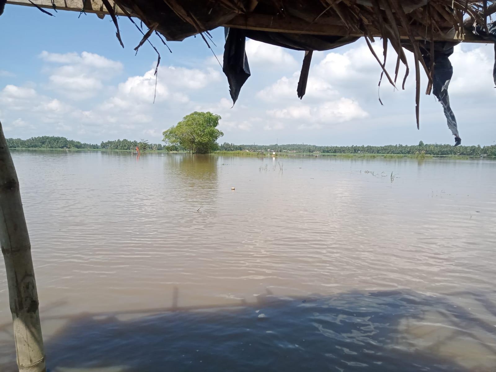 Seribuan Hektare Sawah yang Berisi Padi di Aceh Utara Kembali Terendam Banjir