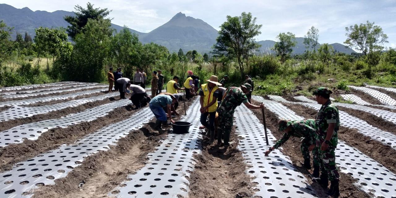 TNI Kodim Bener Meriah Tanam Bawang Merah, Koramil Ajak Masyarakat Manfaatkan Lahan Tidur