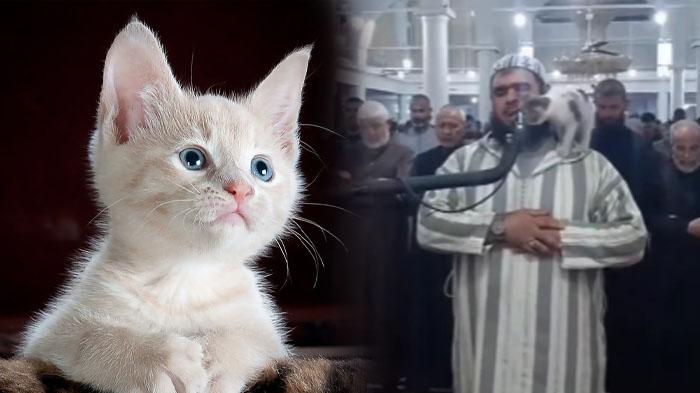 Viral-Kucing-Ini-menggosokkan-kepalanya-ke-Wajah-Imam-saat-Shalat-Ternyata-Miliki-Maksud-Tertentu.jpg