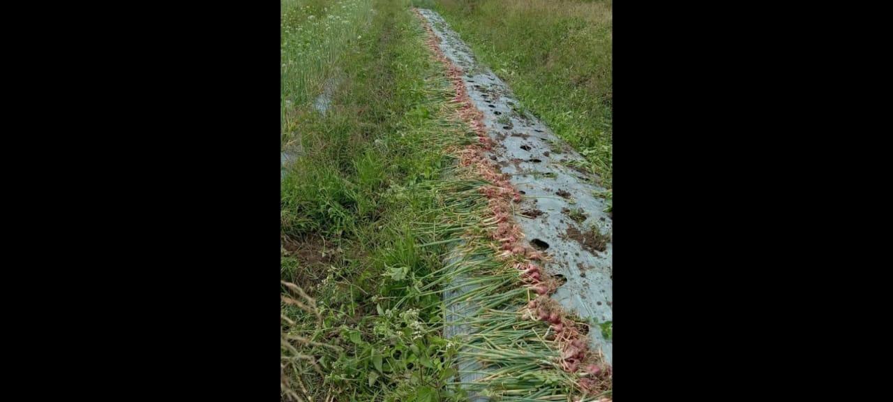 Bawang Merah Komoditas Unggulan di Gayo Lues, Kini Harga Turun Rp 7.000/Kg