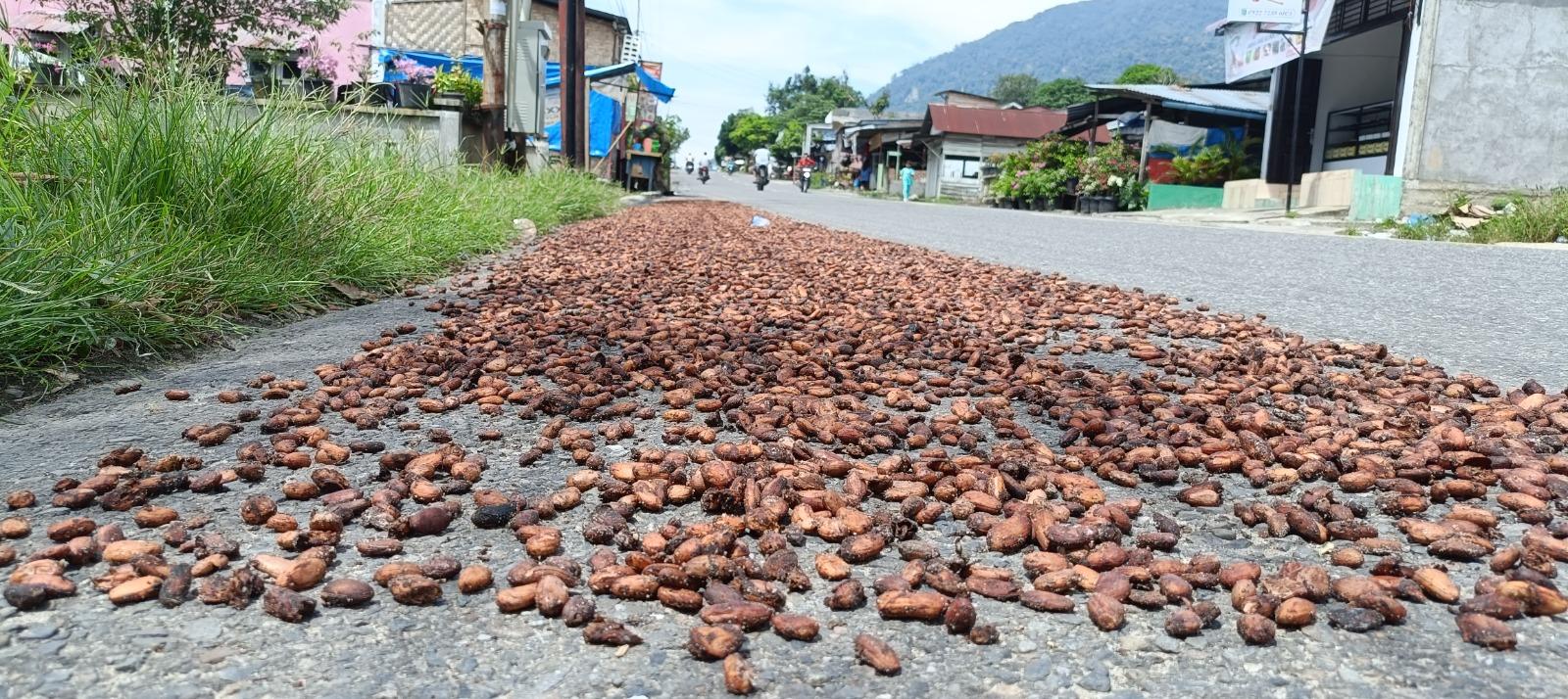 Stok Menipis, Harga Kakao Kering di Aceh Tenggara Rp 65.000/Kg