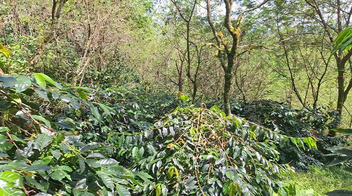 kopi-gayo-perkebunan.jpg