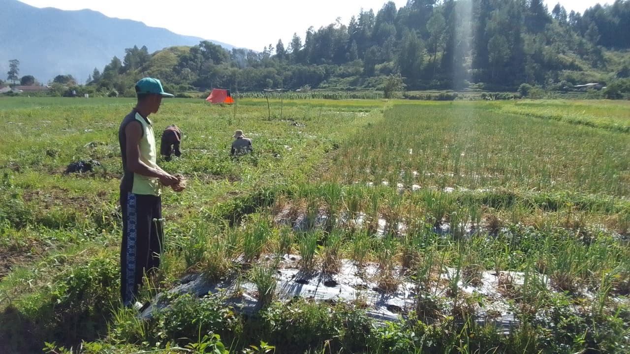 petani-bawang-panen.jpg