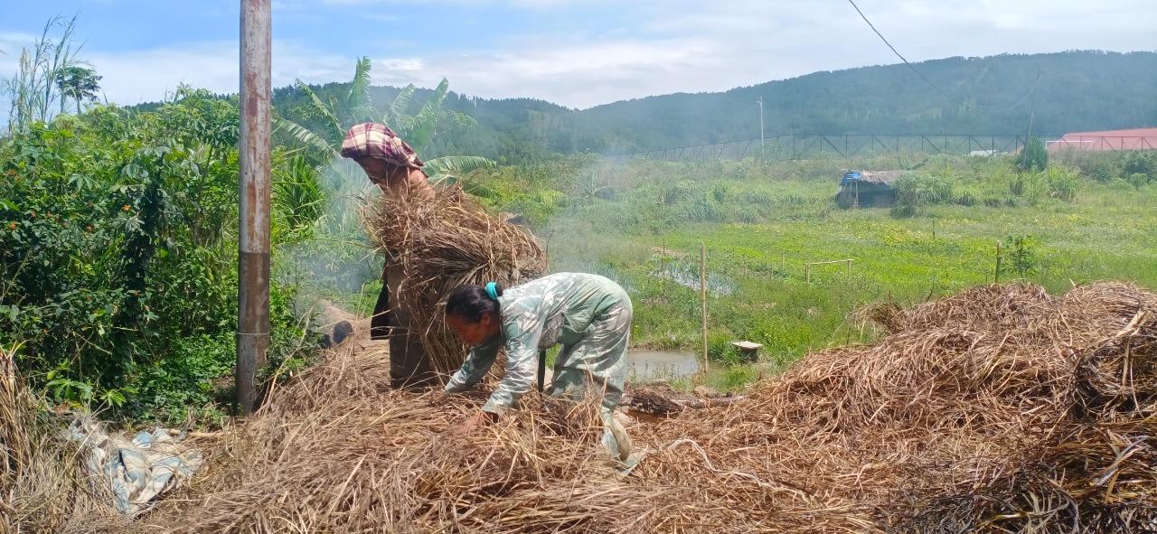 Jelang Lebaran Harga Minyak Serai Wangi Naik Rp 10 Ribu di Gayo Lues