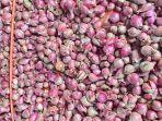 BAWANG-MERAH-DI-ACEH-TENGAH-2505.jpg