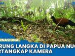 Burung-Langka.jpg