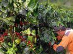 GAYO-KOPIII.jpg