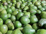 HARGA-ALPUKAT-DI-ACEH-TENGAH-SETELAH-LEBARAN-IDUL-ADHA.jpg