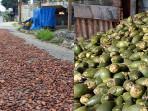 HARGA-KAKAO-DAN-PINANG-DI-ACEH-TENGGARAA.jpg