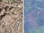 Jejak-kaki-Harimau-Sumatera.jpg