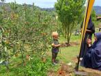 KEBUN-APEL-DESPOT-LINGE-ACEH-TENGAH.jpg