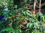 KEBUN-KOPI-GAYO-DI-GAYO-LUES.jpg