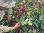 KOPI-ARABIKA-GAYO-ACEH-TENGAH01.jpg