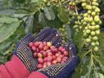KOPI-GAYO-1006-3.jpg