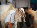 Kambing.jpg