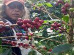 Memetik-Kopi-Arabika-Gayo.jpg