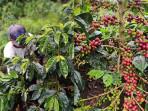 PETANI-KOPI-GAYO-DI-ACEH-TENGAH.jpg