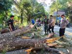 POHON-TUMBANG2.jpg
