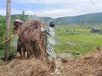 Petani-Serai-Panen.jpg