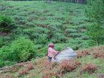 Petani-Serai-di-Gayo-Lues.jpg