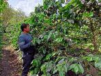 Petani-kopi-Gayo.jpg