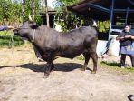 SAPI-KURBAN-DARI-PRESIDEN.jpg