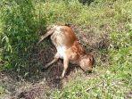 Sapi-dimangsa-harimau-di-Bener-Meriah.jpg