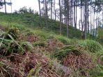 Serai-Wangi-Galus.jpg