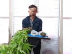 TANAM-GANJA-DI-KEBUN-DI-BENER-MERIAH.jpg