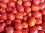 TOMATOO.jpg