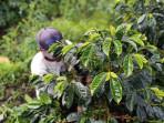 kopi-gayo-jadi-19000.jpg