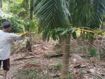 lokasi-penemuan-korban-di-blang-rongka.jpg