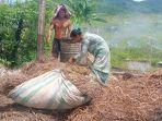 minyak-serai-di-gayo-lues.jpg