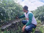 petani-cabai-di-bener-meriah-7.jpg