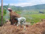petani-serai-gayo-lues.jpg