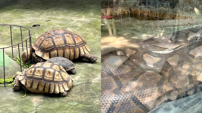 Foto kura-kura dan ular piton.