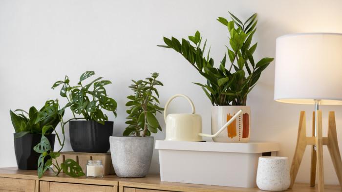 Ilustrasi tanaman hias di atas meja.