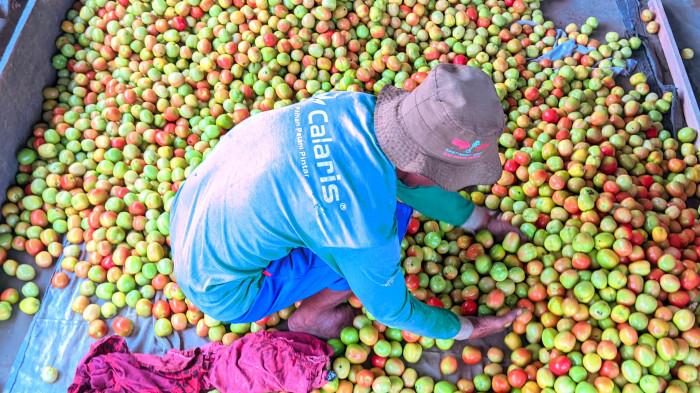 PETANI SUKSES -- Mudzakir Hagu, Petani Tomat di Desa Bulila, Kecamatan Telaga, Kabupaten Gorontalo, Rabu (10/9/2025). Saat ini Mudzakir sudah masuk musim panen.