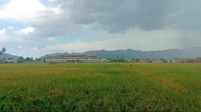 PANEN - Hamparan persawahan di Jalan Manado, Kecamatan Kota Tengah,