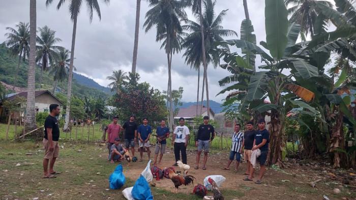 JUDI SABUNG AYAM -- Polres Gorontalo Utara menangkap tiga warga terduga pelaku judi sabung ayam di Desa Tumba, Kecamatan Sumalata, Kabupaten Gorontalo Utara, Rabu (14/1/2026).  13 ekor ayam turut diamankan polisi. (Sumber Foto: Polres Gorontalo Utara).