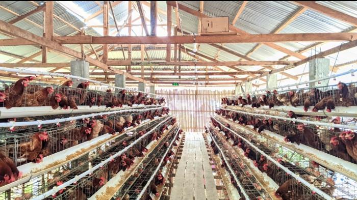 POLEMIK KANDANG — Potret ayam ternak di Kelurahan Tenilo, Kota Gorontalo. DPRD Kota Gorontalo mendesak Pemerintah segera memindahkan ternak dari wilayah permukiman warga.