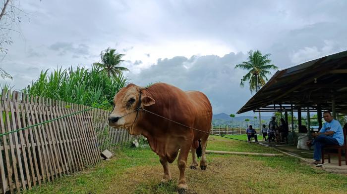 HEWAN KURBAN -- Sapi bantuan Presiden Prabowo di Desa Huntu Barat, Kabupaten Bone Bolango. Penyerahan bantuan sapi disaksikan oleh Bupati Bone Bolango Ismet Mile.