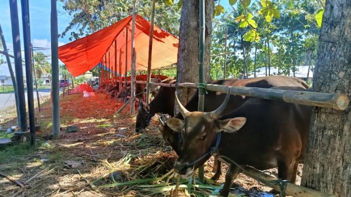 HARGA SAPI -- Sapi kurban di Desa Tambo'o Kecamatan Tilongkabila, Kabupaten Bone Bolango, Gorontalo. Sapi dijual hingga Rp22 juta per ekor. (Sumber foto: TribunGorontalo.com/Jefri Potabuga)