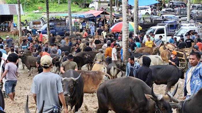 HEWAN KURBAN -- Suasana penjuaan Sapi di Pasar Hewan Kecamatan Paguyaman, Kabupaten Boalemo, Provinsi Gorontalo pada Senin 25 Mei 2026