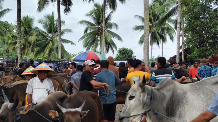 Suasana penjuaan Sapi di Pasar Hewan Kecamatan Paguyaman ddddd